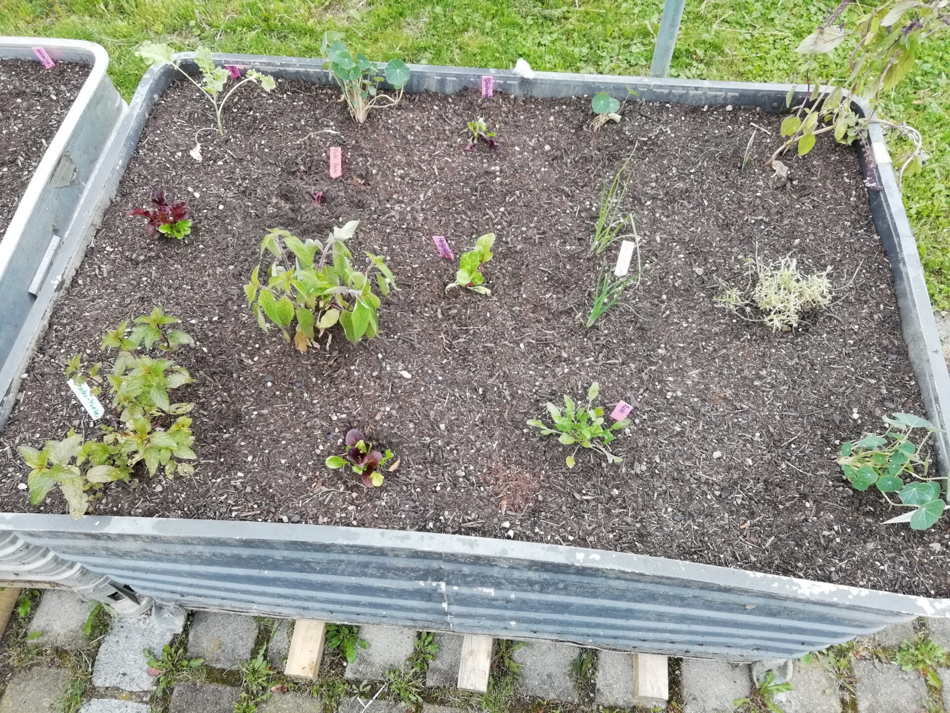 Kräuter, Salate und Gemüse sind gepflanzt