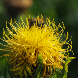 bild_blueme_gelb bild_blueme_gelb